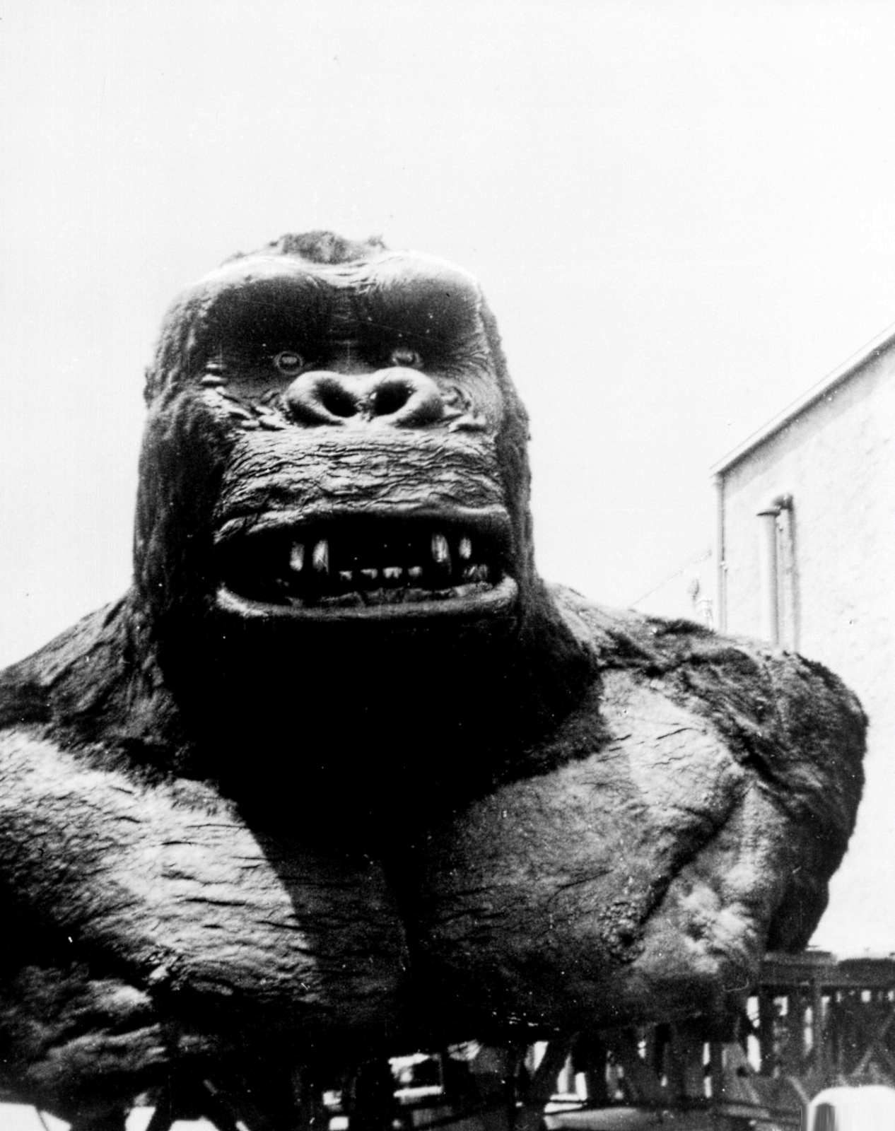 The asphalt jungle head and shoulders of kong blue ruins